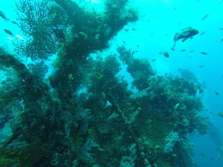 Tulamben is a quiet seaside village that has become world famous for the hugely popular USAT Liberty Shipwreck which most scuba divers regard as the best shore entry wreck dive in the world.