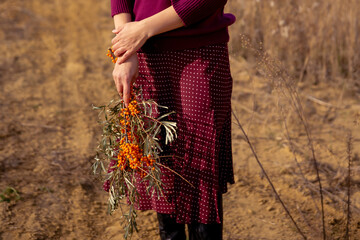 female hands hold branches of sea buckthorn. Woman in red knitted sweater and skirt stands in field...