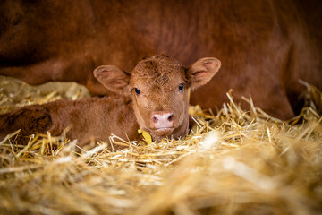 Close up view of newborn brown calf lying in the hay by it's cow mother on the farm. Cows reproduction and calving. - obrazy, fototapety, plakaty