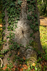 Fototapeta premium trunk