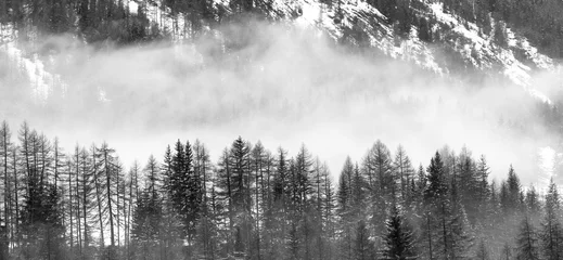 Papier Peint photo Forêt dans le brouillard Mountain forest with fir trees and fog