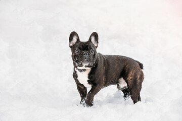 Error 404 Page Not Found Concept. Playful Pets Outdoor. Adult Black French Bulldog Dog Walking Outdoor In Snow At Winter Day. Bulldog Looks Confused,