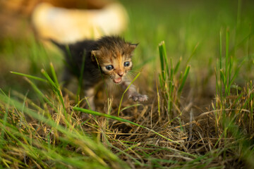 Two smart kitten playing in the outdoor