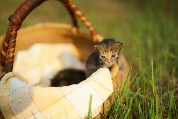 Two smart kitten playing in the outdoor