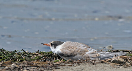 Juvenile Common Tern (Sterna hirundo), Greece