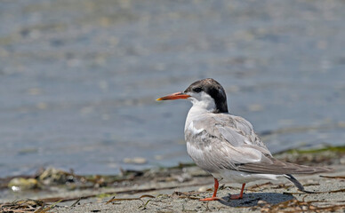 Common Tern (Sterna hirundo), Greece