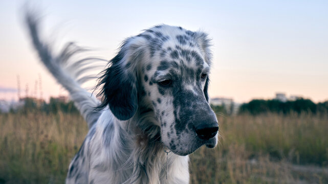nsw setter