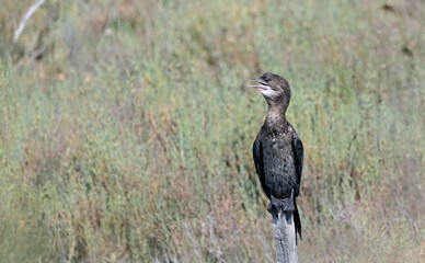 A globally threatened Pygmy Cormorant (Microcarbo pygmaeus), Greece 