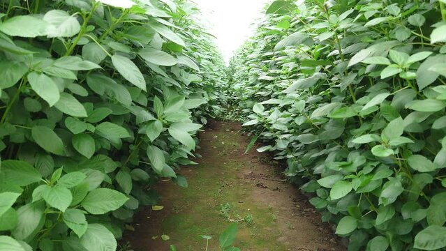 夏野菜の王様、モロヘイヤ、最後の収穫、まだまだ余力を残して、今シーズン終了
