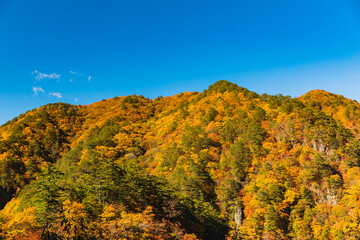 Fototapeta premium 紅葉の瀬戸合渓
