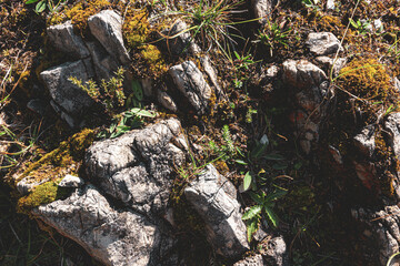 closeup of rocks with moss and other alpine plants in the bavarian mountains near Tegernsee