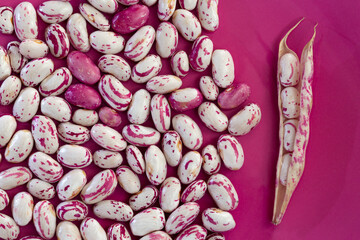 Purple spotted uncooked cranberry beans on isolated pink background.