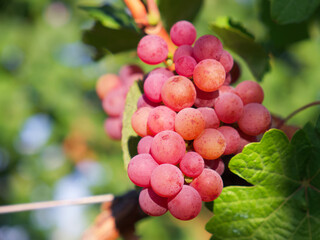 bright pink bunch of grapes with green leaves in sunset rays in a vineyard
