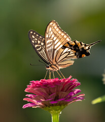 花に止まるアゲハチョウ
