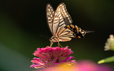 花に止まるアゲハチョウ