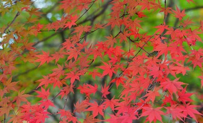 紅葉