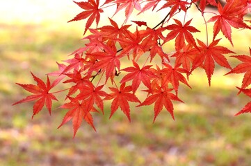 紅葉