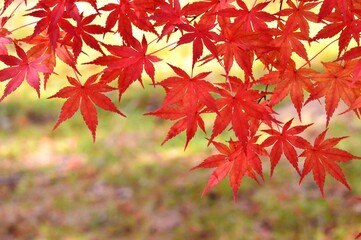 紅葉