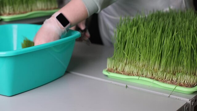 Business of growing green shoots for a healthy diet. Woman in gloves deftly cuts young shoots of micro green wheat. Preparation of wheat sprouts for pressing and obtaining healthy juice. 