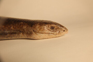 European glass lizard isolated on white background.
Legless lizard (Pseudopus apodus).
Not snake, It has ears, wide tongue and eyelids.
Exotic, wildlife vet.
Reptile, Reptiles, wild animals, animal
