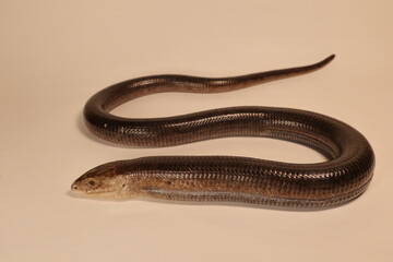 European glass lizard isolated on a white background.
Not snake. Legless lizard (Pseudopus apodus).
Reptile.
Exotic veterinarian, wildlife vet.
Veterinary medicine.
Reptiles, wild animals, animal
