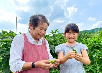 家庭菜園でピーマンを収穫する祖母と孫