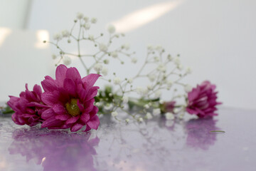 Composition of pink fresh flowers on a gentle background with drops and splashes