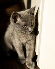 gray cat in contrasting light