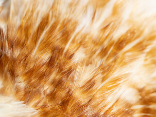 white and brown bird feathers as background