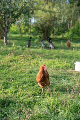 Chicken and ducks in the morning light