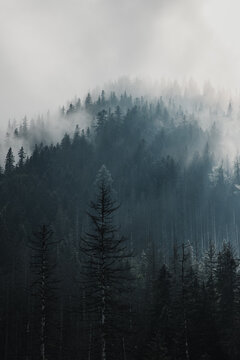 fog in the mountain forrest