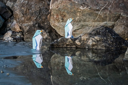 Le miroir des pingouins 