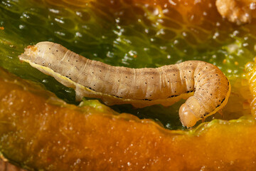 A close-up of a caterpillar that was inside a sweet pepper. Insect pests of agriculture. Organically grown non-GMO vegetables. High quality photo