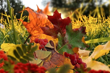 yellow leaves and red rowan berry Autumn  background