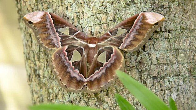 Giant Moth (Rothschildia hesperus) displaying colorful wings