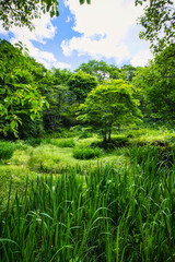 Obraz premium さわやかな夏の高原で、空気感を味わいながら森林浴を楽しむ旅は、本当に気分爽快です！