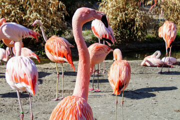 Obraz premium Flamingo at river