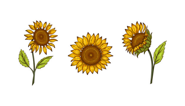 Sunflower flower vector drawing set. Hand drawn isolated illustration of sunflower in vintage sketch. Great for oil packaging design, label, banner, poster.