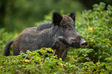 Wild boar in the wild rose bushes