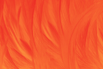 Red orange feather texture pattern background