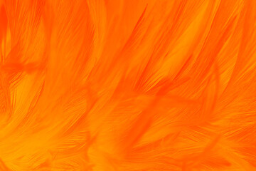 Red orange feather texture pattern background