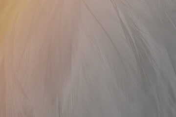 Gray white feather wooly pattern texture background with orange light