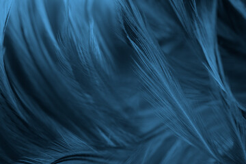 Beautiful dark black blue feather pattern  texture background