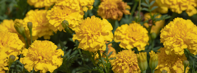 Marigold or yellow flowers on green background.