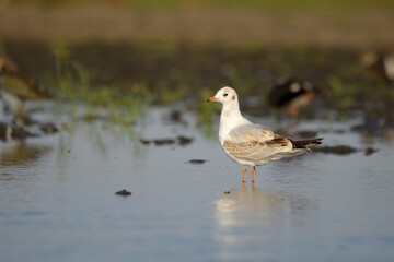 Common black-headed gull chroicocephalus ridibundus or larus ridibundus