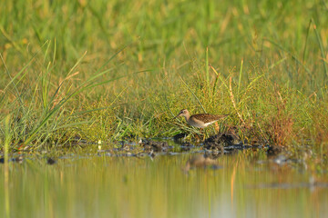 Wood sandpiper tringa glareola in the water