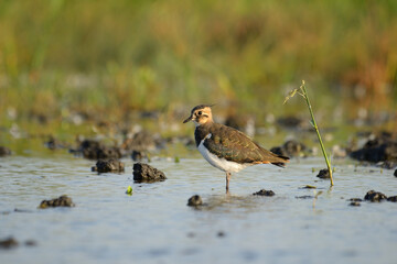 Northern lapwing Vanellus vanellus