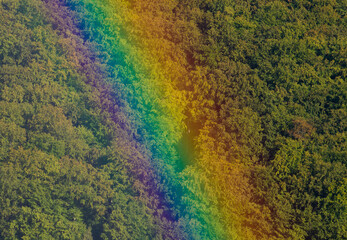a close-up of a rainbow on a forest background