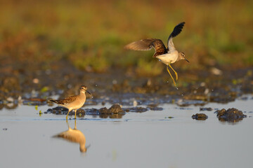 Wood sandpiper tringa glareola in the water