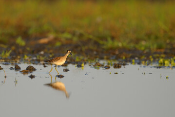 Wood sandpiper tringa glareola in the water